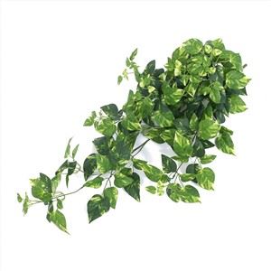 교수형 Pothos 식물